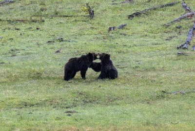 Grizzly Bears Fairy Falls Parking Lot 2025